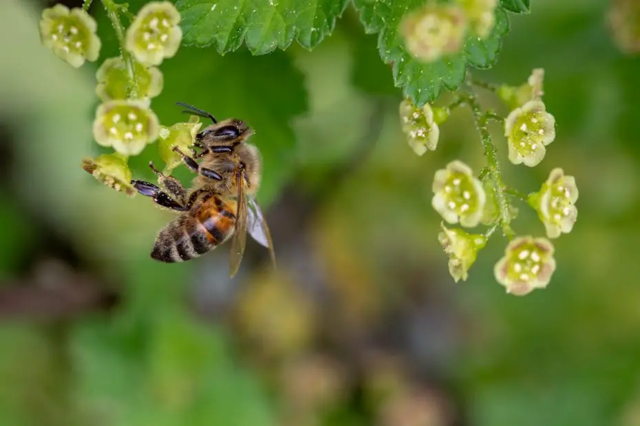 Tipos de abeja