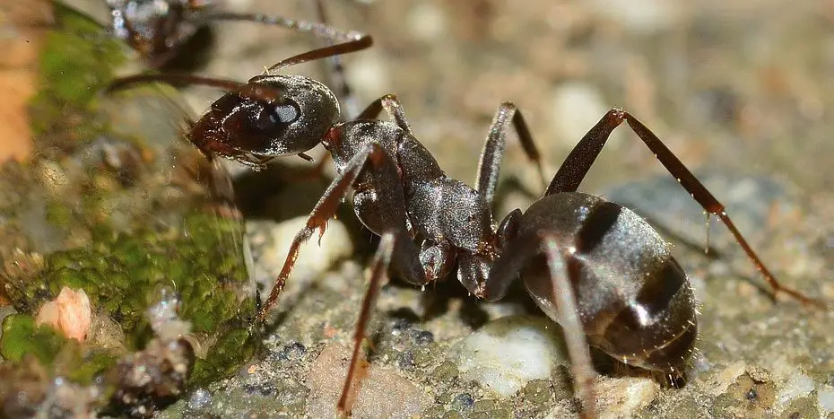 Tipos de hormigas