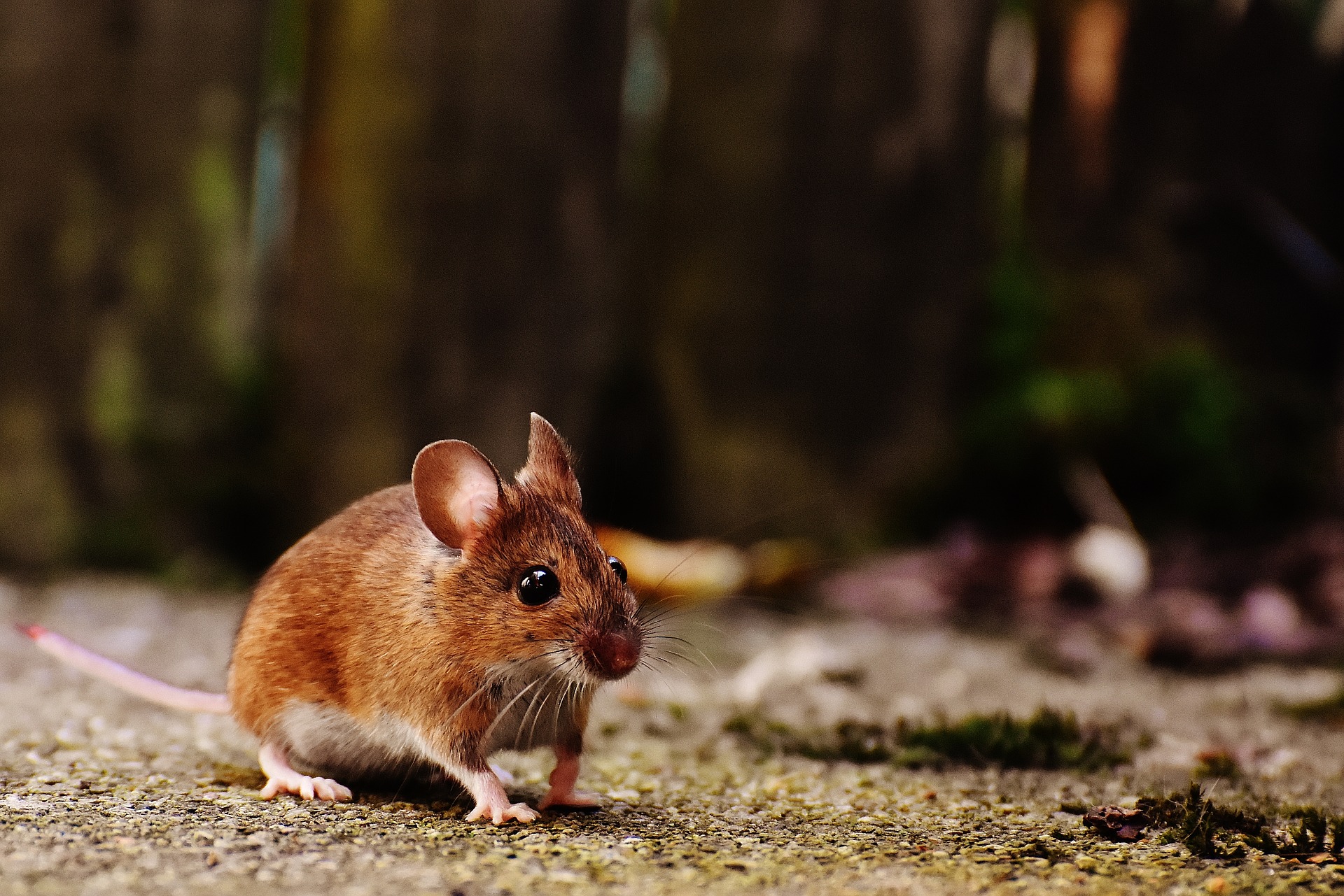 El diseño lucha deuda Tipos de ratones - Hay Tipos